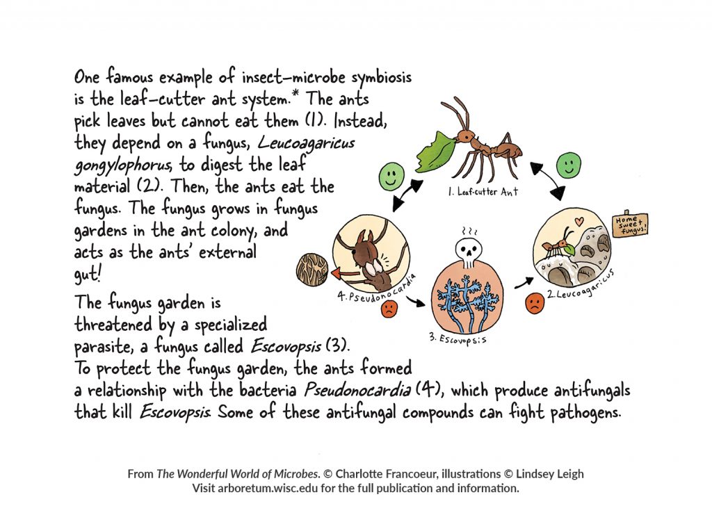 Illustration and text about leaf-cutter ants from “The Wonderful World of Microbes.”