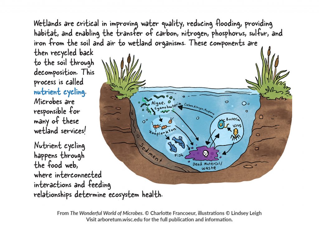 Illustration and text about microbes and wetland from “The Wonderful World of Microbes.”