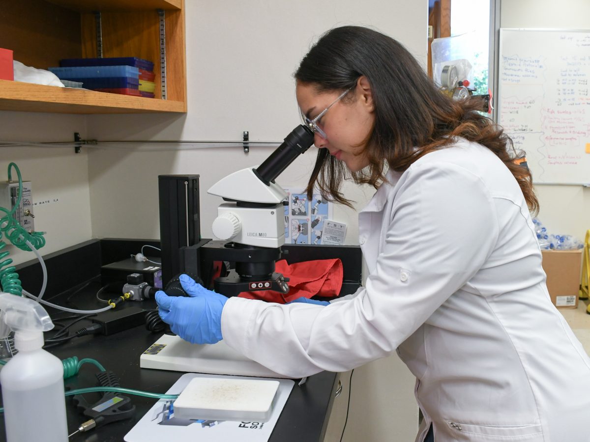 Student Carolyn Ruiz-Rivera looks into a microscope in the Hite Lab.