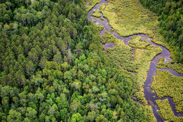 Aerial view of a forest and river.