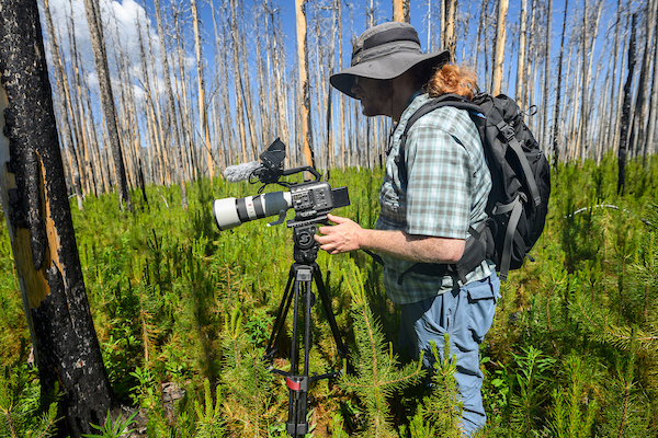 A man with a backpack and hat positions a video camera on a tripod among burned trees and new growth.