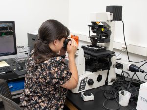 Summer research program student Elaine Torres-Lopez looks in a microscope.
